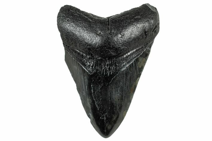 Fossil Megalodon Tooth - South Carolina #325759